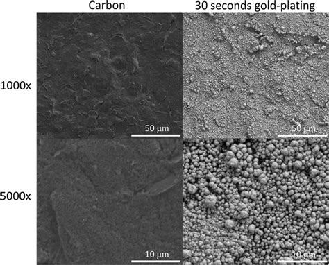 Scanning Electron Microscope Sem Images Of Surface Morphology For