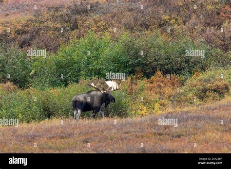 Alaska Yukon Bull Moose In Autumn In Alaska Stock Photo Alamy