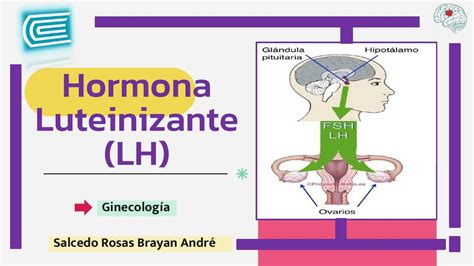 Hormona Luteinizante LH Brayan Andre Salcedo Rosas UDocz