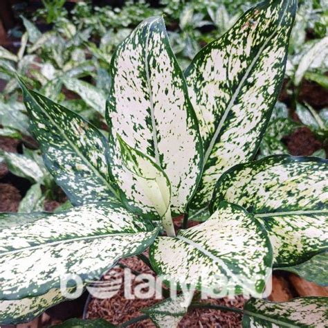 Jual Tanaman Hias Aglaonema Snow White Aglonema Snow White Aglonema