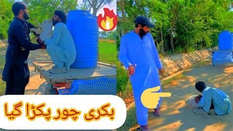 The Goat Thief Was Caught بکری چور پکڑا گیاnew Video 2024 Smteam313