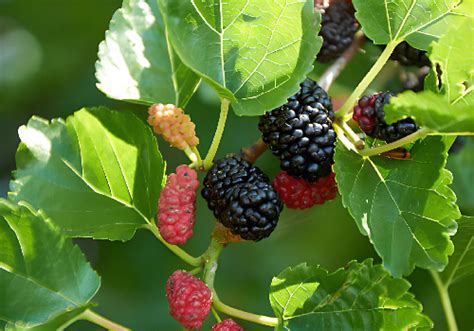 Morus alba el árbol que sirve de alimento para los gusanos de seda