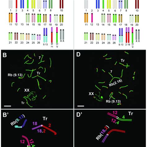 Karyotype Schemes And Chromosome Synapsis During Meiotic Prophase I In