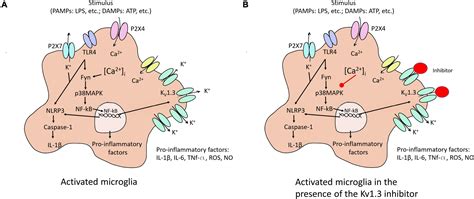 Frontiers Microglia Mediated Inflammation And Neural Stem Cell