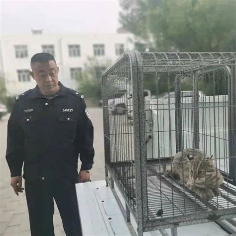 赤峰一村民家饲养的观赏鸡被“野猫”咬死，警方一查，这动物的身份不一般！林西县豹猫环食