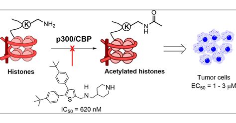P300 Histone Acetylation
