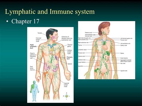 Ppt Lymphatic And Immune System Powerpoint Presentation Free