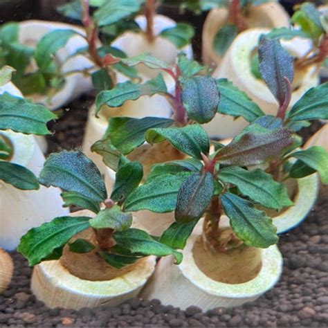 Буцефаландра Брауни Капуас (Bucephalandra kapuas brownie)