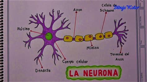 C Mo Dibujar La Neurona Y Sus Partes How To Draw Parts Of The Neuron