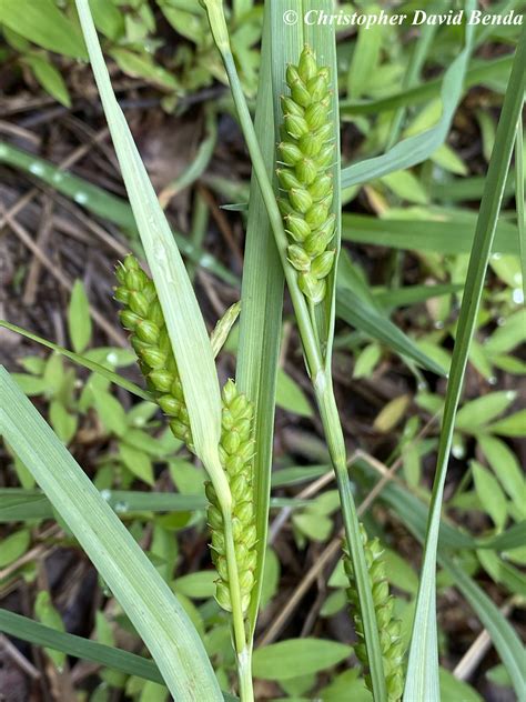 Carex glaucodea | Illinois Botanizer
