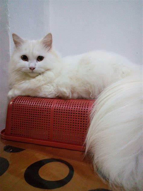 How can I keep her fur as white as it used to? I noticed some of her ...