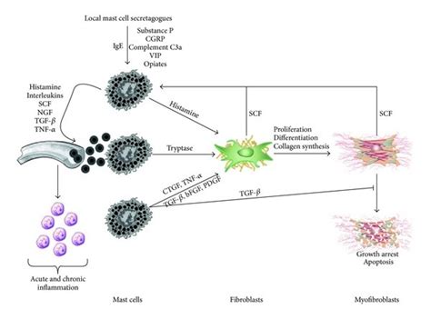 Mast Cells Mediated Inflammation And Fibrosis Mast Cells Circulate As