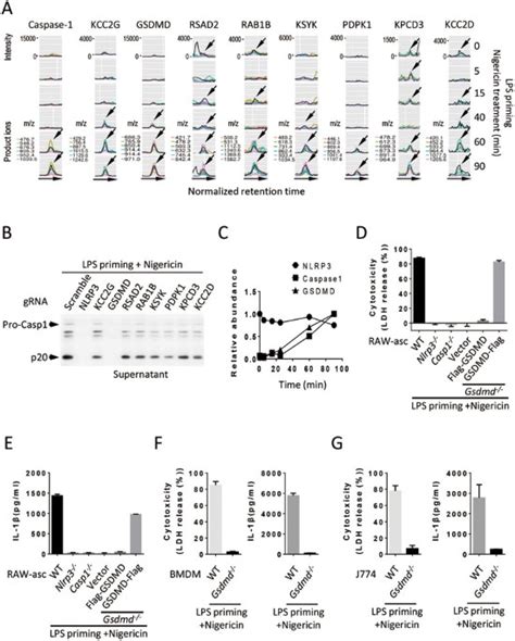 Gasdermin D Is An Executor Of Pyroptosis And Required For Interleukin