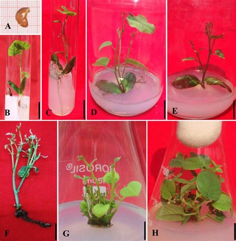 In Vitro Shoot Multiplication From In Vitro Seedling Of Pterocarpus