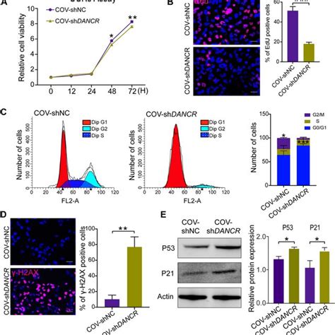 Knockdown Of DANCR Inhibits Proliferation And Promotes Cell