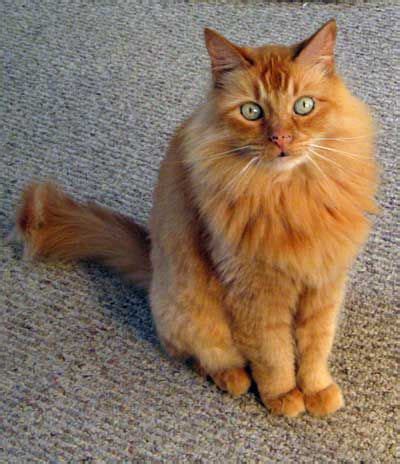 27 best images about Golden Tabby Cat on Pinterest | Discover more best ...