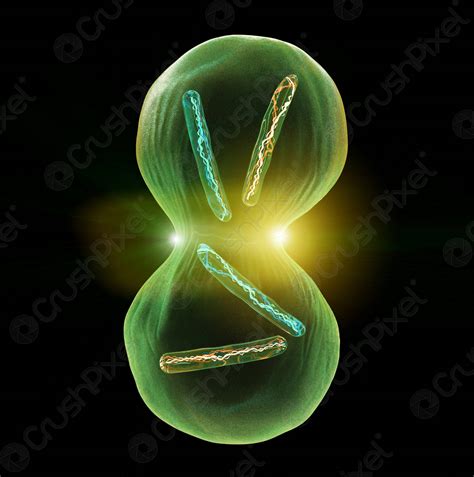 Cell division Mitosis - stock photo 67695 | Crushpixel