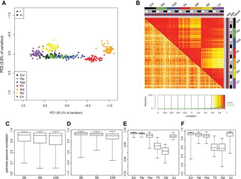 Tissue Sex And Age Specific Dna Methylation Of Rat Glucocorticoid