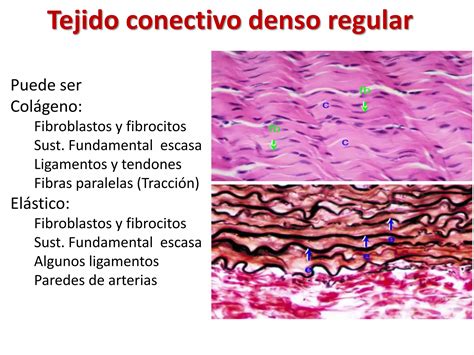 Tejidos Conectivos Ppt