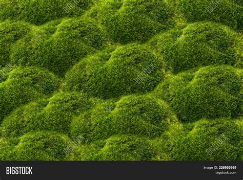 Green Moss Background Image & Photo (Free Trial) | Bigstock