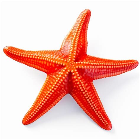 Premium Photo | Starfish seastar Transparent