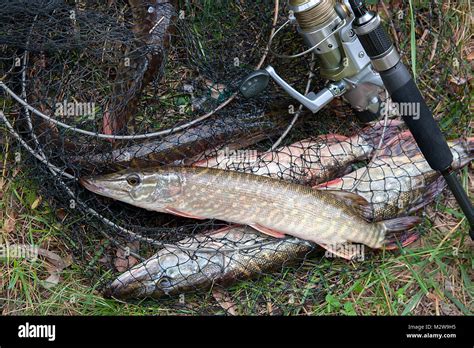 Freshwater Northern Pike Fish Know As Esox Lucius Lying On Landing Net