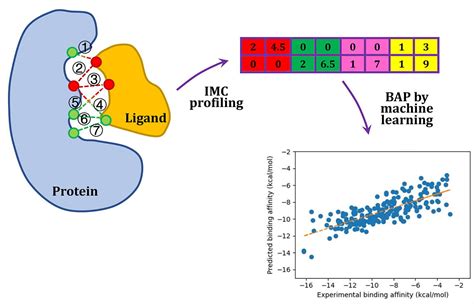 Protein Ligand Binding Affinity Prediction Based On Profiles Of