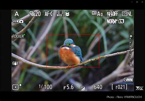 Nikon Z9：野鳥撮影（鳥検出）