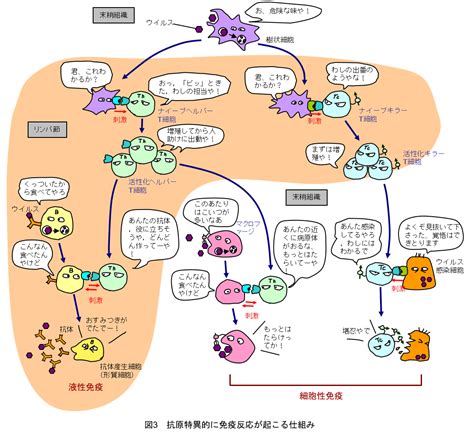 ウイルスに対する免疫応答の仕組み（1）│コロナ制圧タスクフォース