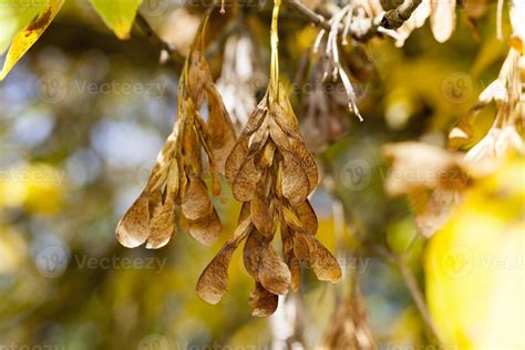 Yellow maple foliage 9510593 Stock Photo at Vecteezy