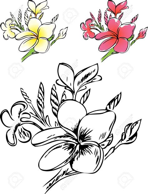 Plumeria Flower Coloring Pages at GetColorings.com | Free printable ...