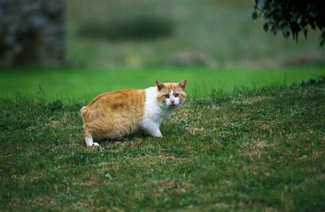 Las Razas De Gatos Naranjas M S Buscadas Por La Originalidad De Su