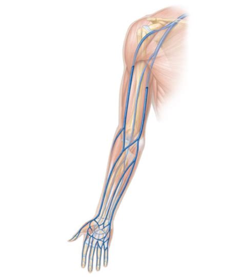 Arm Veins Diagram | Quizlet