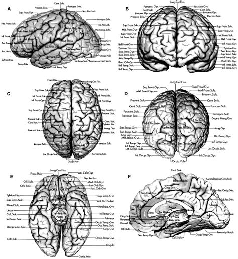 Lateral, Medial, and Inferior Surfaces of the Cerebral Hemispheres ...