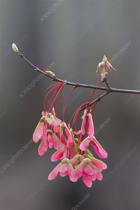 Red Maple Seeds in Spring - Stock Image - F031/4931 - Science Photo Library