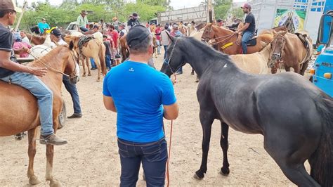 Feira De Cavalos Em Caruaru Pe Uma Das Melhores Do Nordeste