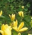 Cumpara Magnolia Daphne Yellow Ghiveci Litri H Cm Parcuri Ro