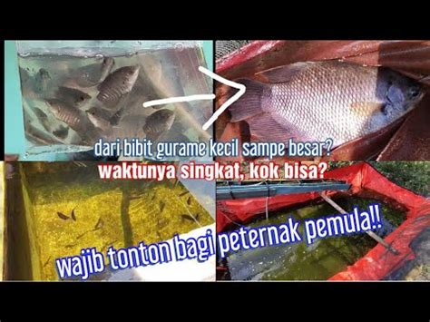 Cara Beternak Ikan Gurame Bagi Pemula Yang Simpel Dan Sukses Ala