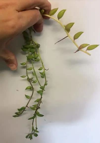 3 Ways To Propagate String Of Pearls And String Of Bananas Succulent