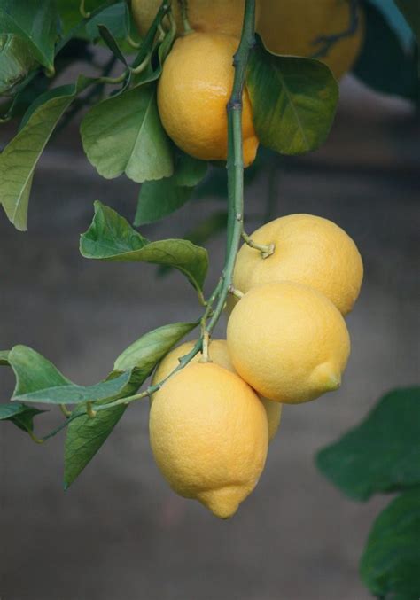 Agrumi In Vaso Coltivare Le Piante Di Limoni Facile Se Sai Come