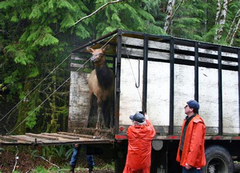 Video: Roosevelt Elk Recovery Project - Habitat Conservation Trust ...