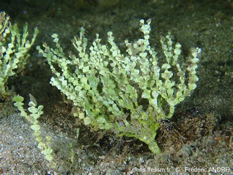 Halimeda Incrassata Doris