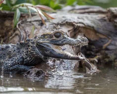 Black Caiman Melanosuchus Niger Amazon Rainforest Brazil Stock Photo