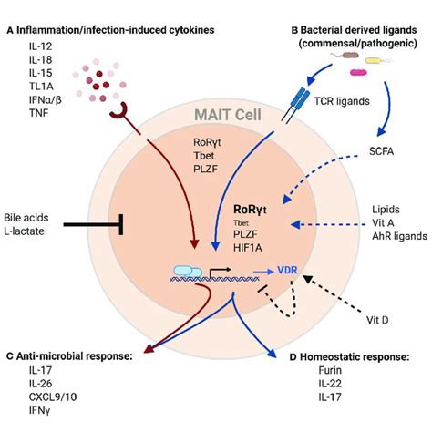 Potential Regulation Of The MAIT Cell Transcriptome And Effector