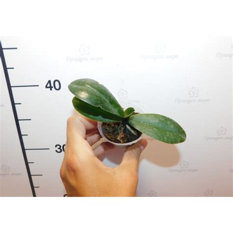 Орхiдея Phal. I-Hsin Spot Leopard бабочка x Golden Apollon - купити ...