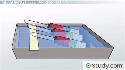 Cellular Respiration Concept Experiment What Is Cellular