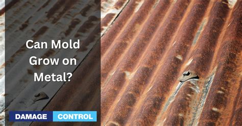 Can Mold Grow On Metal Damage Control