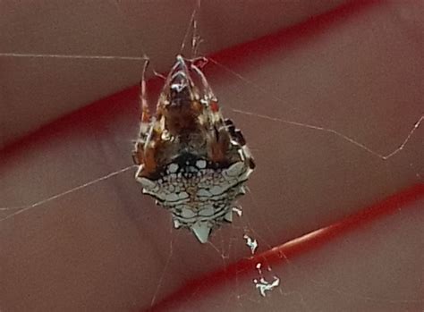 Arrowhead Orbweaver From San Antonio De Oriente Honduras On November