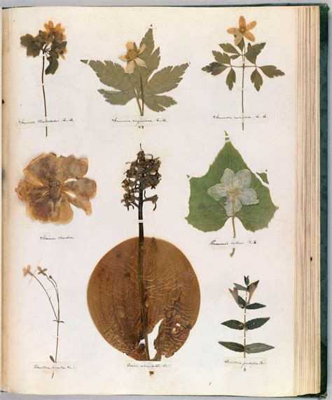 Emily Dickinsons Herbarium A Forgotten Treasure At The Intersection