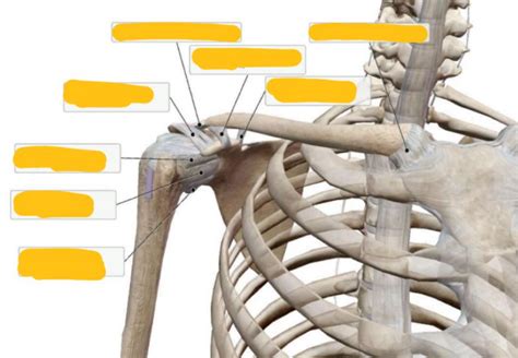 Shoulder Ligaments Diagram Quizlet